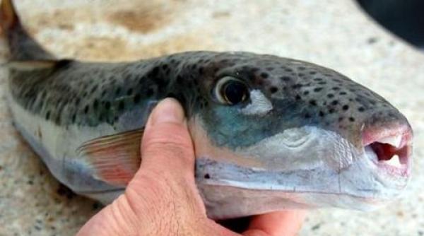 Un pește extrem de otrăvitor dă dureri de cap pescarilor turci VIDEO