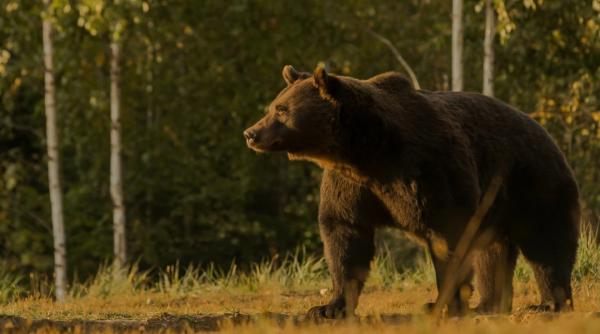 Ursul Arthur. Explicații halucinante ale ministrului Mediului