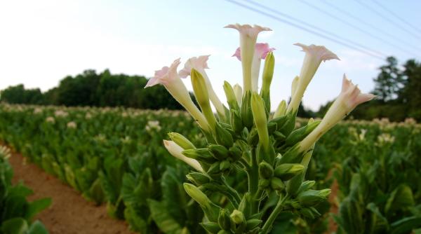 De ce tutunul este cancerigen dar poate trata tumori. Experții explică