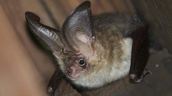 Originea COVID-19. Ce riscăm dacă nu aflăm de unde provine virusul