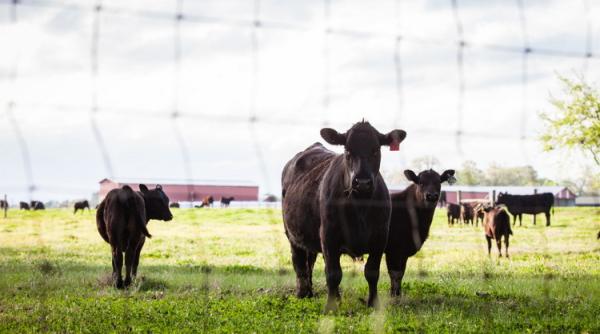 Fraudă de un milion de euro, bani europeni, cu import fictiv de animale