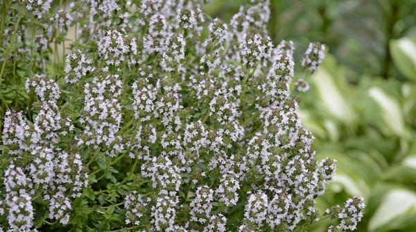 Planta care vindecă 50 de boli și este folosită de orice GOSPODINĂ