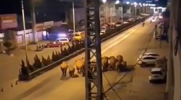 O turmă de elefanți a plecat la plimbare prin China. Experții, contrariați VIDEO