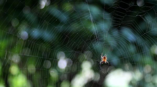 Steatoda nobilis, păianjenul care ia cu asalt Europa. Muşcătura sa poate avea efecte severe 