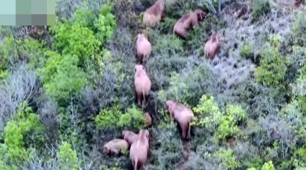 Epopeea elefanților din China continuă. Unul dintre ei a rămas în urmă VIDEO