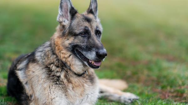 Lovitură la Casa Albă. Joe Biden, devastat