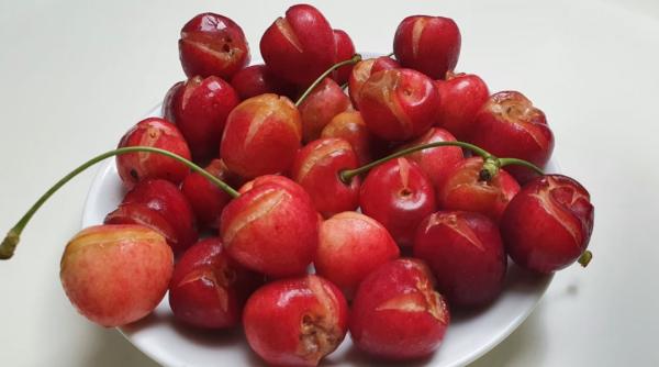 Livezi întregi de cireșe, COMPROMISE din cauza ploilor torențiale