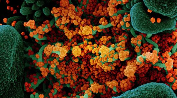 Tulpina Kappa se răspândeşte în doar 10 secunde. Află DETALII