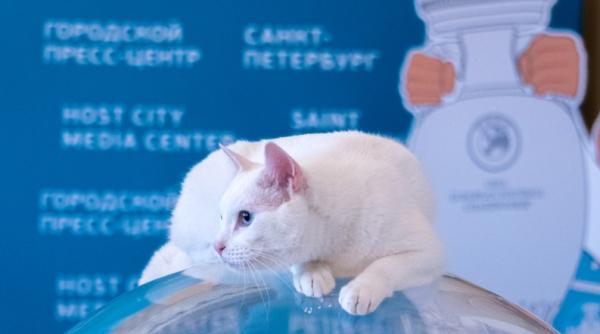 Motanul Ahile a prezis. Care este ultima ispravă a 'discipolului' caracatiței Paul