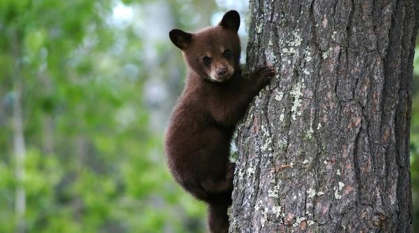 De ce România a pus gând rău urșilor