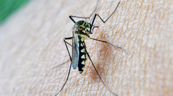 Planta-minune, pe care țânțarii o urăsc. E mai simplu decât crezi