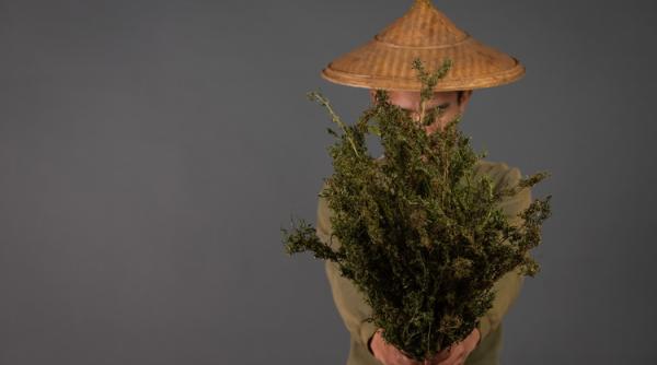 Canabisul a fost cultivat prima oară în urmă cu 12.000 de ani în China