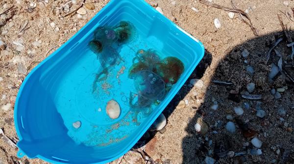 Invazie de MEDUZE PERICULOASE în GRECIA. Care sunt cele mai afectate zone