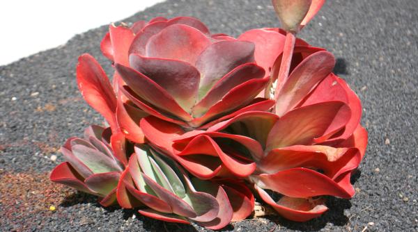 Plantele care-ți fac viața mai ușoară. Merită încercat