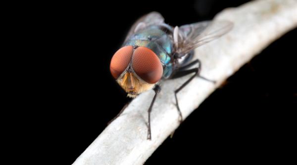 Trucuri simple ca să scapi de muște