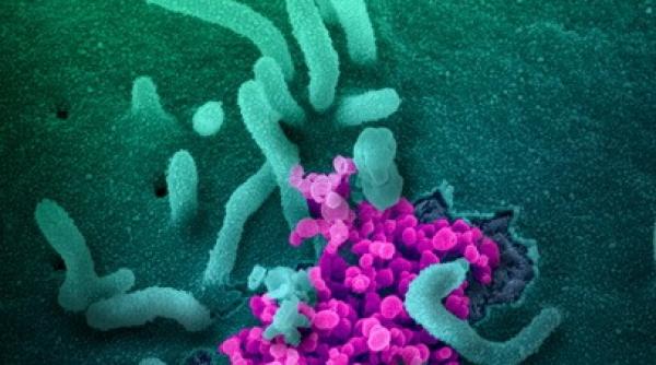 COVID-19: Creștere NEOBIȘNUITĂ a numărului de cazuri în această țară