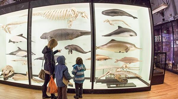 Unul dintre cele mai TRĂSNITE JAFURI din istorie. A furat PENE