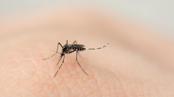 Cele mai simple metode pentru a scăpa de ţânţari