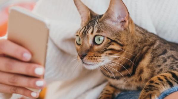 'Mâță-App'. O companie canadiană, a lansat aplicația care monitorizeză SĂNĂTATEA PISICILOR