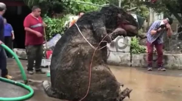 Descoperire sinistră. Șobolan gigantic, găsit în canalizarea orașului Mexico City