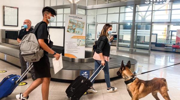 Bolnav de COVID-19, depistat de un câine polițist, în Sibiu