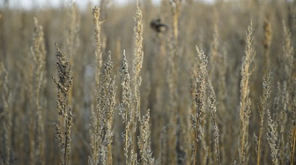 Plantă banală suprimă virusul SARS-CoV-2. O știe toată lumea 