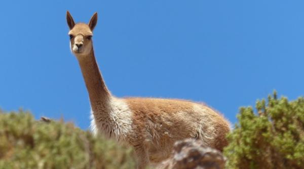 Super-anticorpii de la suratele cămilei ar putea încheia pandemia de COVID