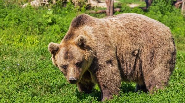 Cât costă să împuști un urs. Tarifele oficiale