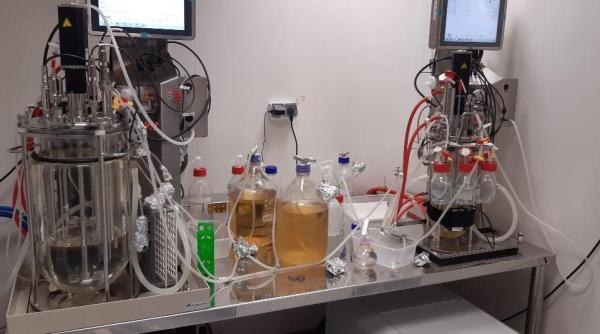 Polidinul se întoarce sub altă formă! Anunțul Institutului Cantacuzino