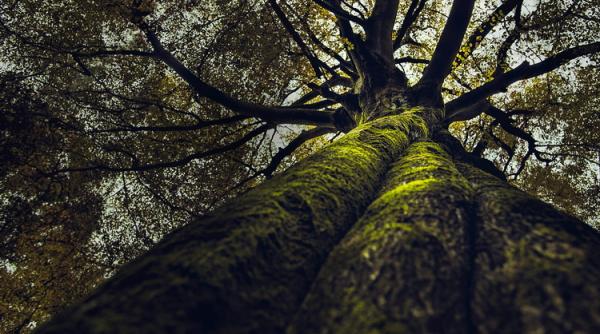 Horoscopul arborilor. Celții ne spun care pomi ne reprezintă