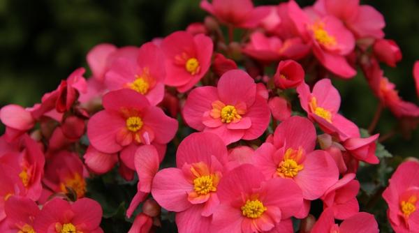 PLANTELE ce trebuie să dispară din CASĂ. Alungă norocul, aduc prăpădul