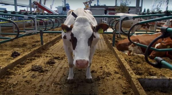 VIDEO. Prima fermă plutitoare din lume. Turme de vaci, înghesuite pe ferma viitorului
