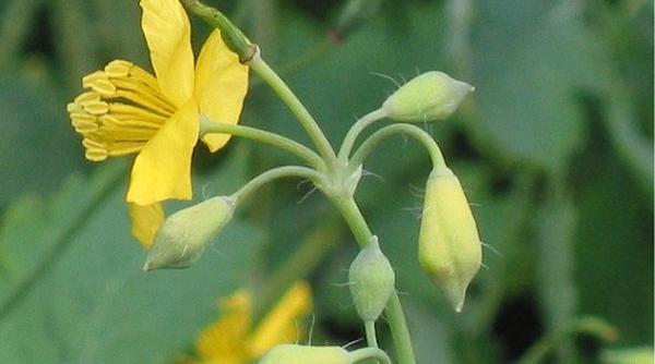 PLANTA MINUNE care vindecă peste 150 de BOLI