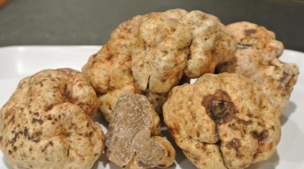 Trufele albe ar putea dispărea din natură. Care sunt cauzele