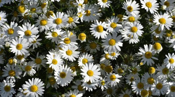 Cinci plante care atrag bani! Cum trebuie protejate