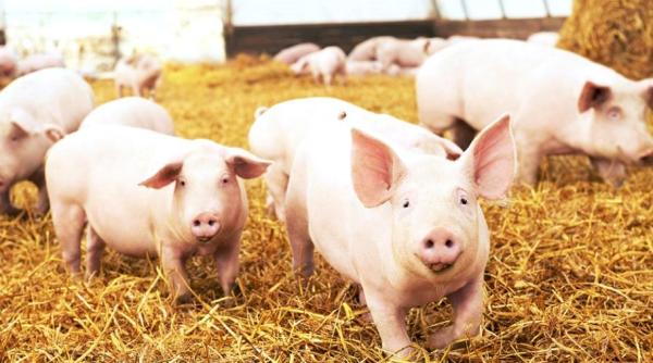 Fără porci la pășunat, în București. Aceștia trebuie ținuți în curte. Dispozițiile CCBMB