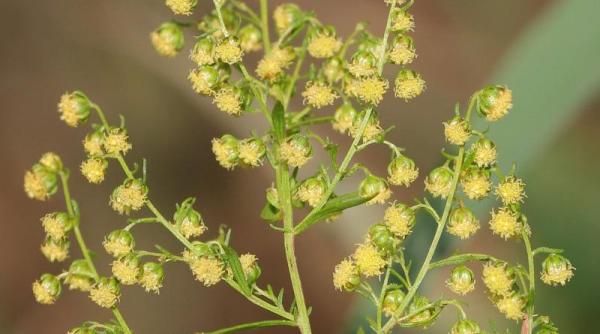 Planta care VINE DE HAC coronavirusului. DESCOPERIRE americană