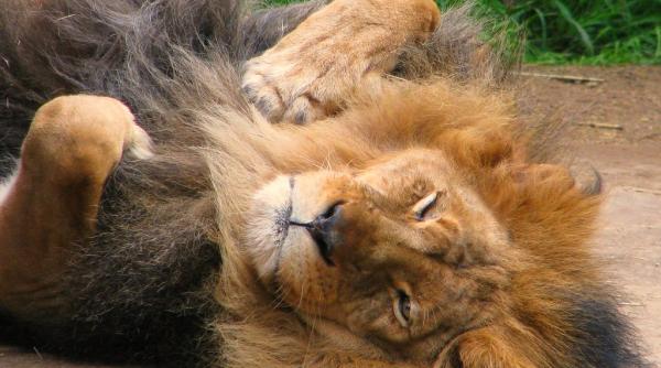 Curs valutar. Leul încearcă să-și revină din leșin iar aurul se ieftinește