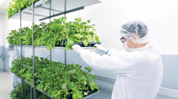 Primul vaccin anti-COVID din tutun, la un pas de a fi aprobat