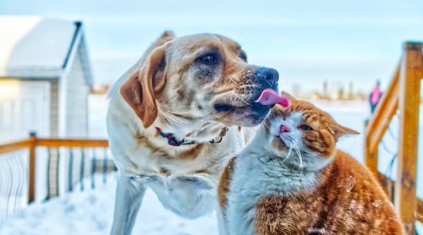 Zodiacul animalelor de companie. Ce câine sau pisică este portrivită pentru tine