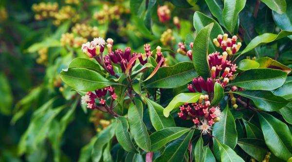 Floarea care blochează virusul SARS-CoV-2. O găsești la tot pasul