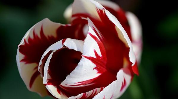 Cum au provocat lalelele o CRIZĂ ECONOMICĂ. Lecție pentru investitori