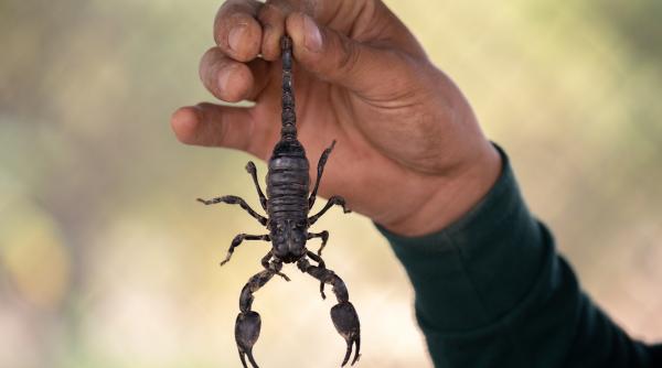 Veninul de scorpion, ultima armă împotriva virusului SARS-CoV-2