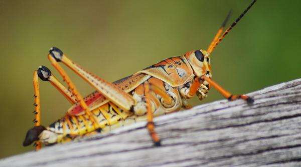 Insecte comestibile: după viermele galben de făină, UE a aprobat comercializarea lăcustelor