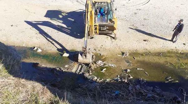 Dezastru ecologic. Resturi de animale, aruncate în albia unui râu