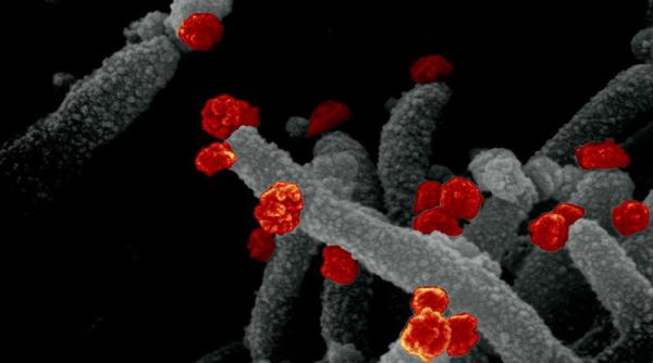 Unde se înmulțește OMICRON. Descoperire de ultimă oră