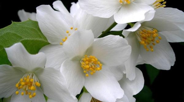 Florile care te scapă de insomnie. Perfecte pentru dormitor