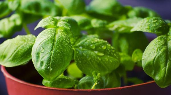 Când să pui busuioc sub pernă ca să-ți visezi ursitul. Ce trebuie să știi neapărat înainte să faci asta