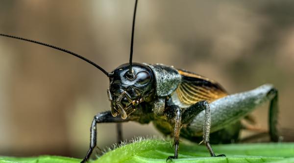 Greierele, autorizat ca ingredient alimentar în UE