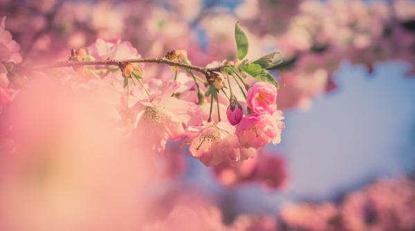 Cum va fi vremea de Florii 2022. Veştile aşteptate de români de la ANM